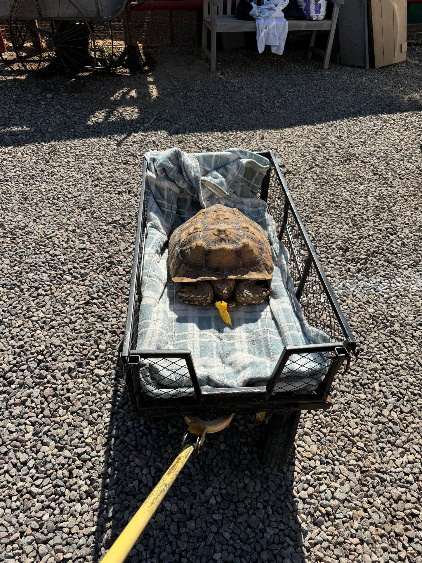 Canyon Farm Animal Sanctuary - Animal Sponsorship, Sheldon