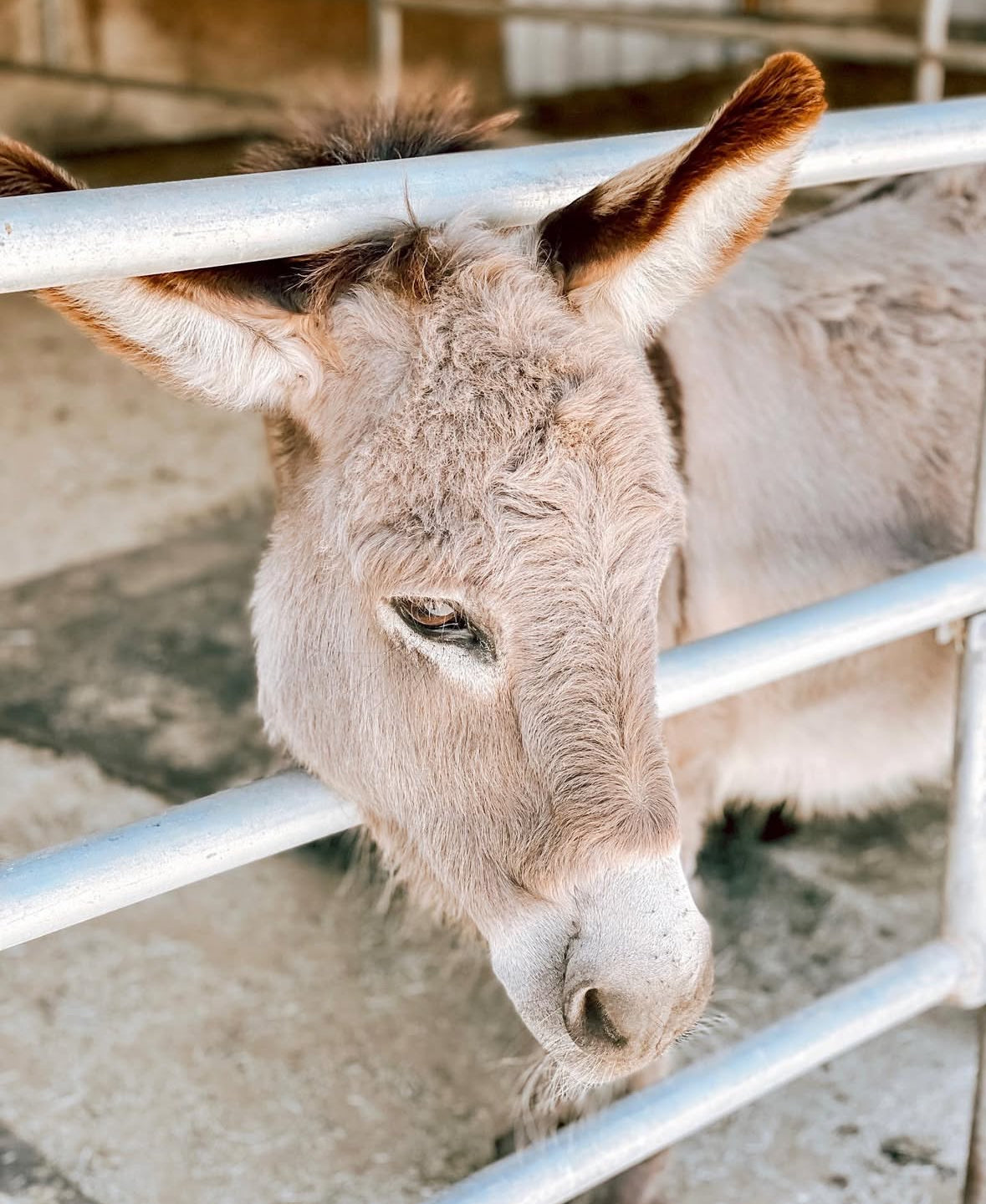 Canyon Farm Animal Sanctuary - Animal Sponsorship, Jake