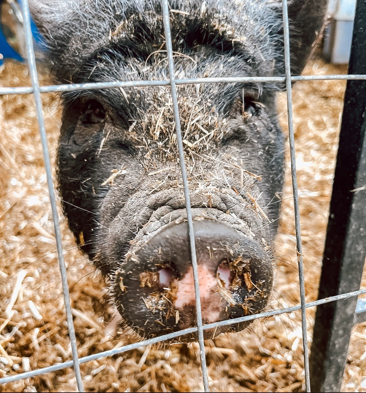 Canyon Farm Animal Sanctuary - Animal Sponsorship, Martha