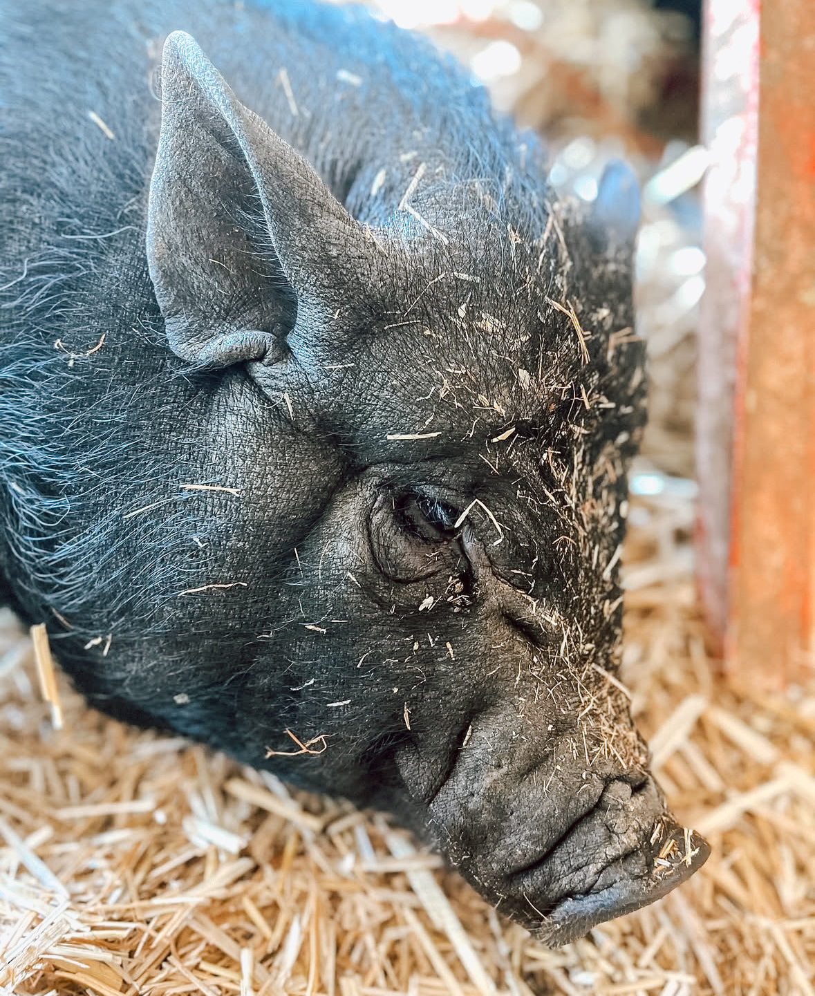 Canyon Farm Animal Sanctuary - Animal Sponsorship, Martha