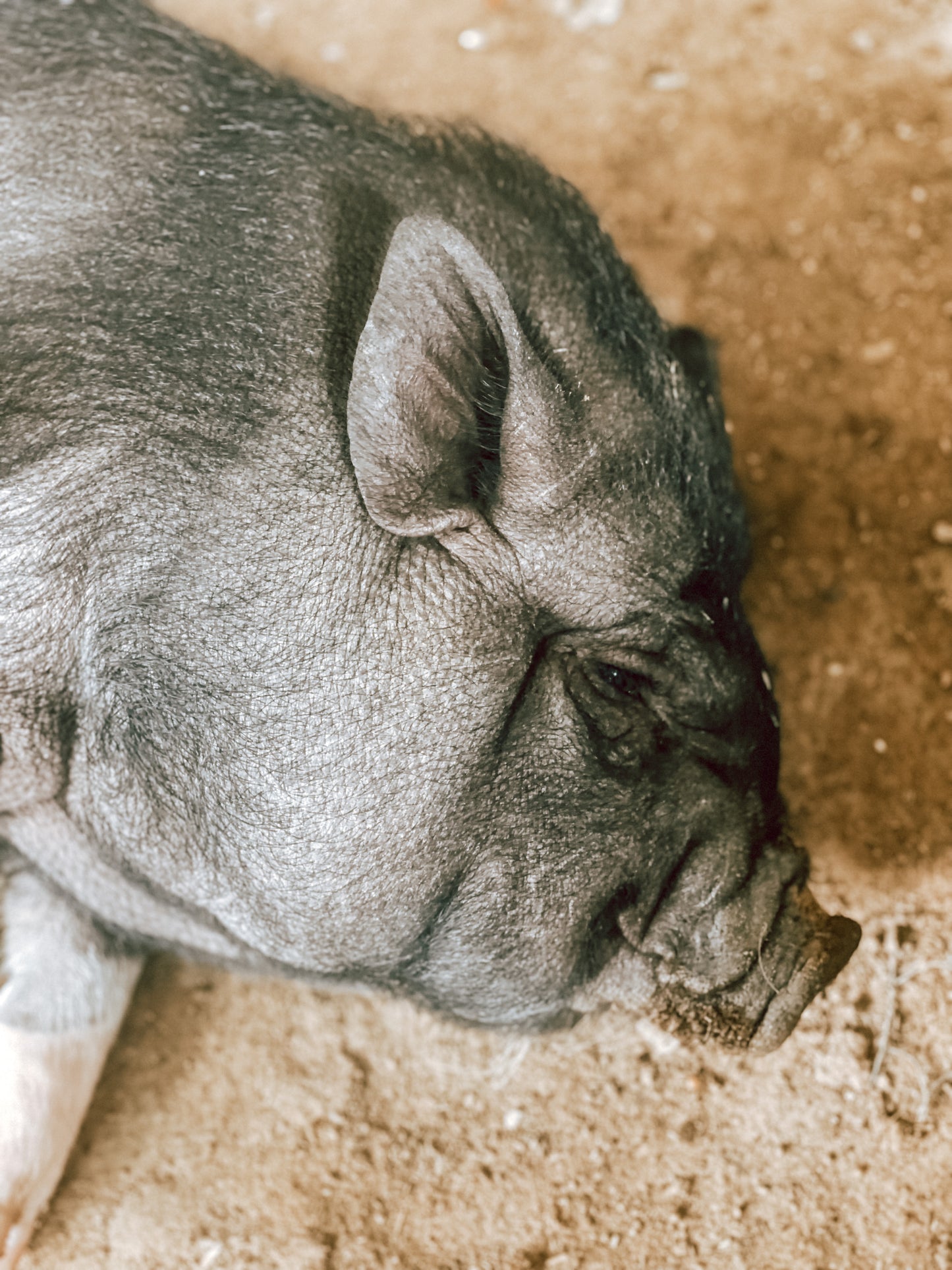 Canyon Farm Animal Sanctuary - Animal Sponsorship, Martha