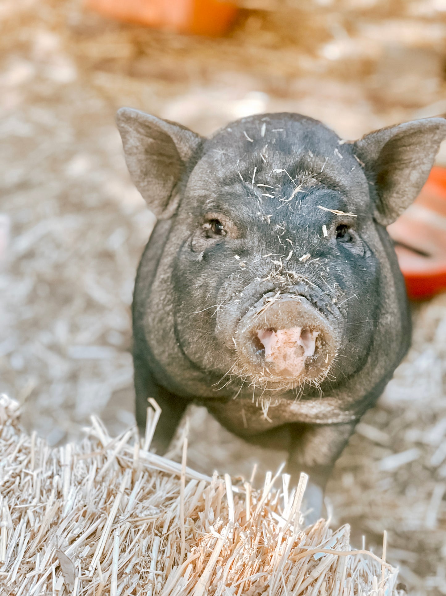 Canyon Farm Animal Sanctuary - Animal Sponsorship, Martha