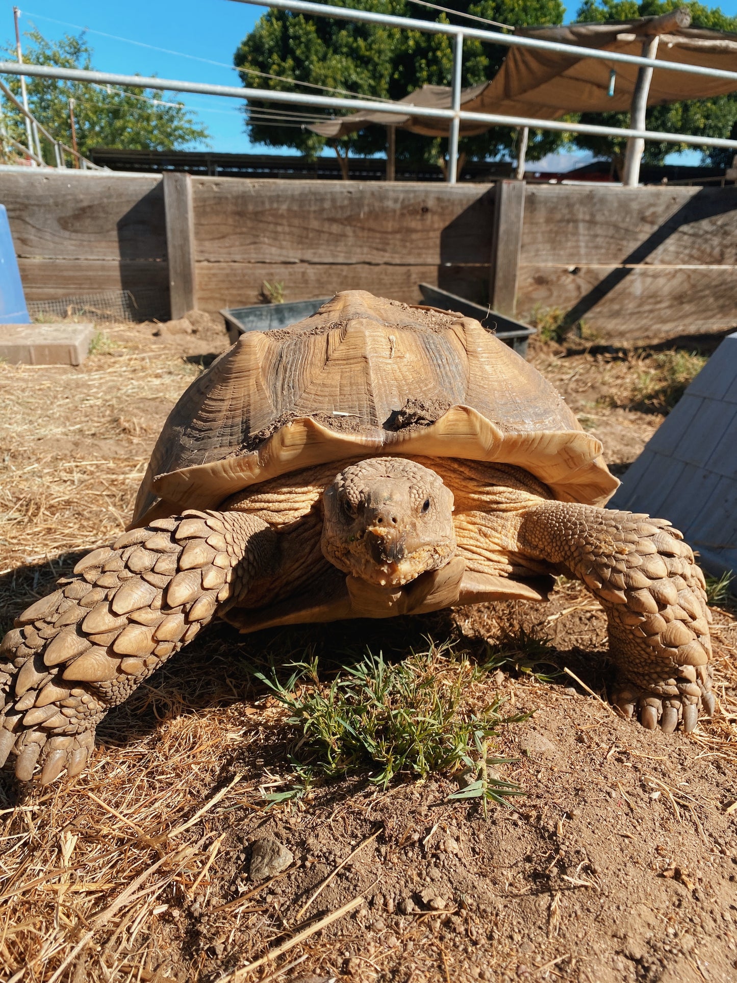Canyon Farm Animal Sanctuary - Animal Sponsorship, Sheldon