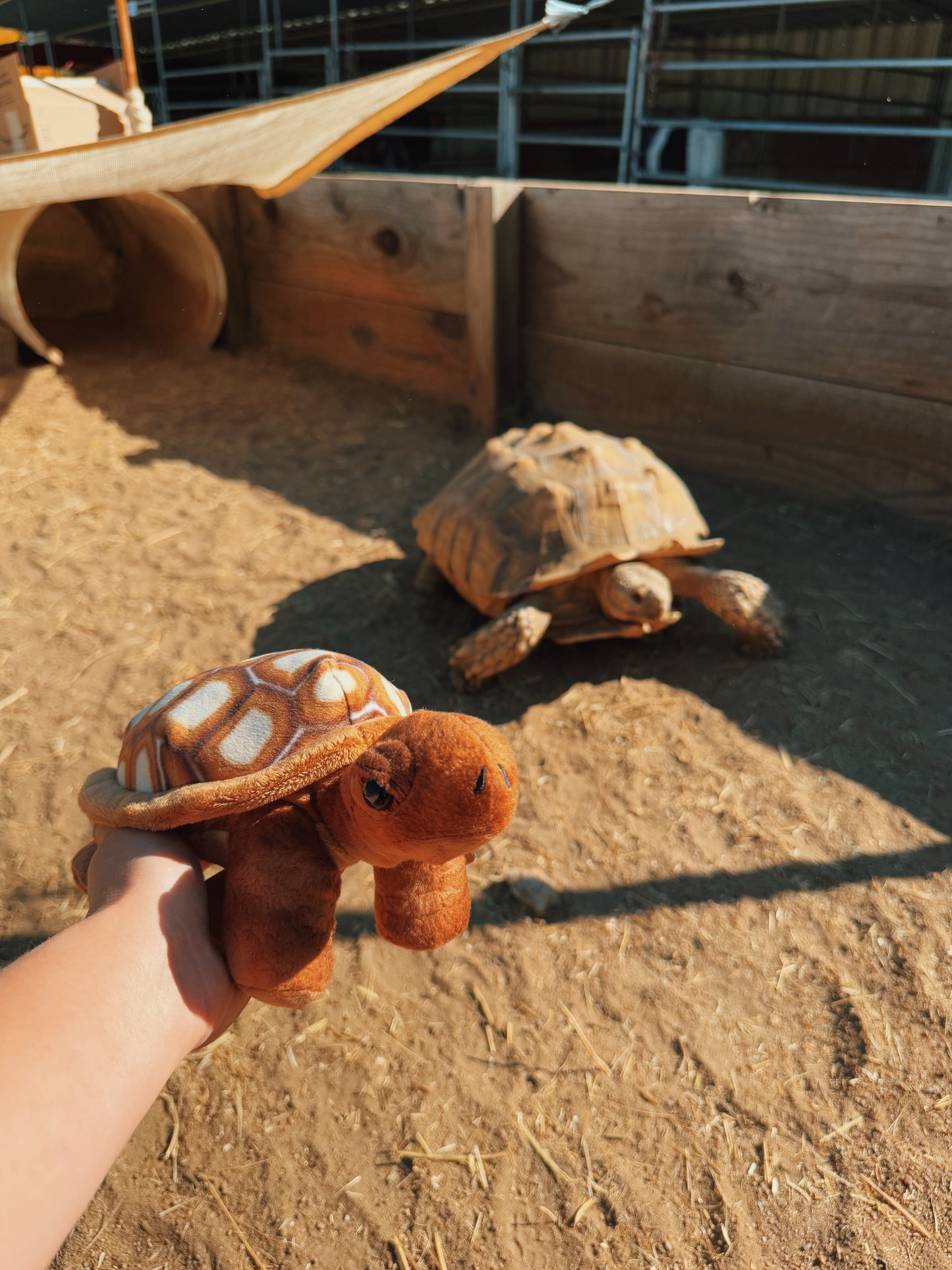 Canyon Farm Animal Sanctuary - Animal Sponsorship, Sheldon