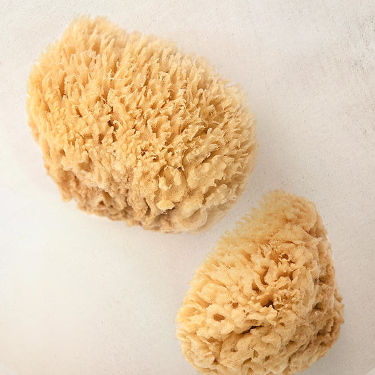 Mediterranean Wool Sponge