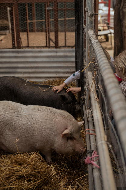 Canyon Farm Animal Sanctuary - Animal Sponsorship, Penelope