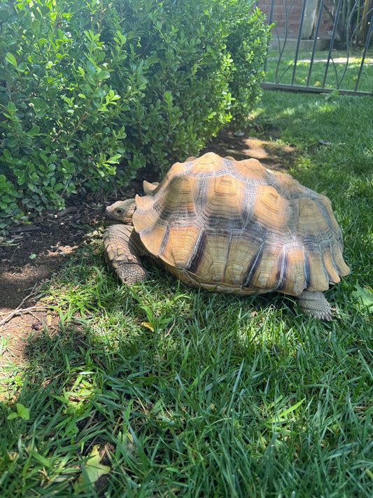 Canyon Farm Animal Sanctuary - Animal Sponsorship, Sheldon