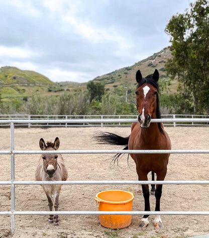 Canyon Farm Animal Sanctuary - Animal Sponsorship, Reese's