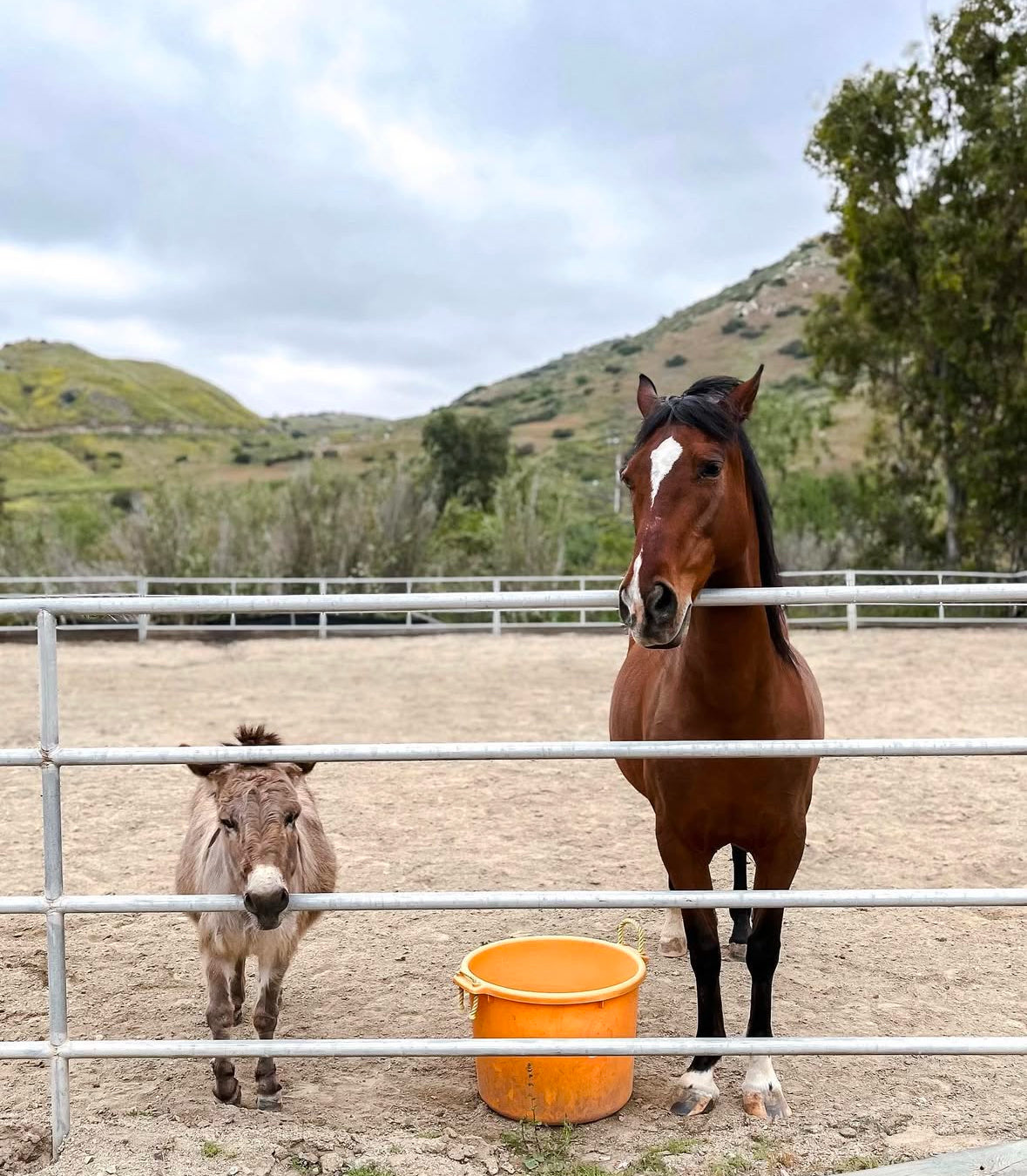 Canyon Farm Animal Sanctuary - Animal Sponsorship, Reese's