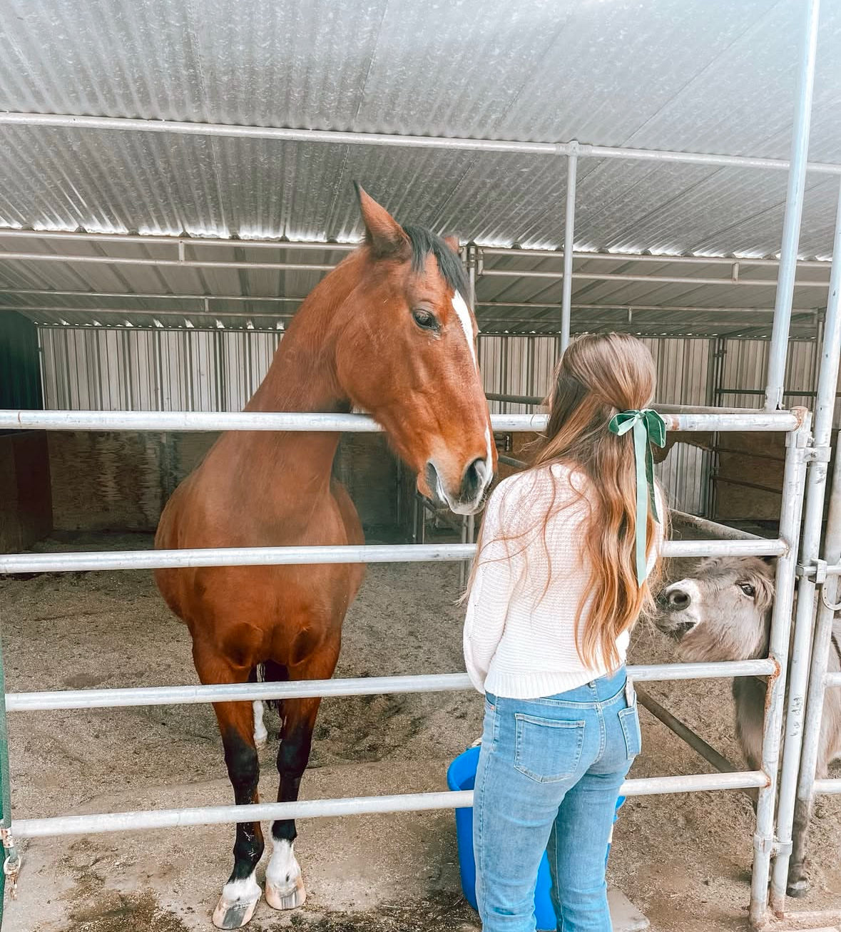 Canyon Farm Animal Sanctuary - Animal Sponsorship, Reese's