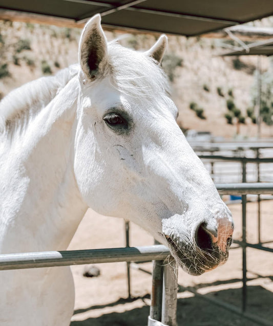 Canyon Farm Animal Sanctuary - Animal Sponsorship, Gilly