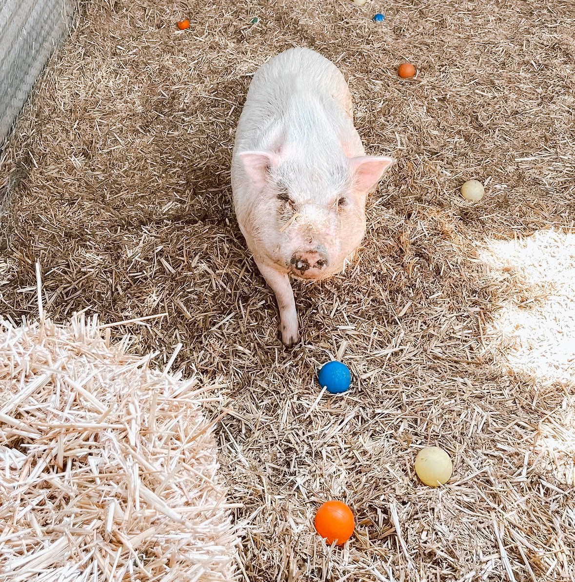 Canyon Farm Animal Sanctuary - Animal Sponsorship, Penelope