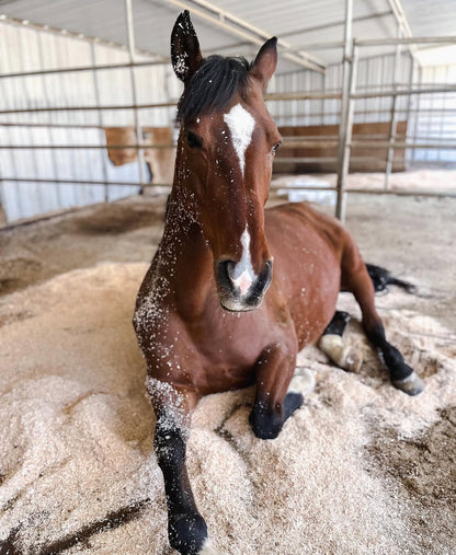 Canyon Farm Animal Sanctuary - Animal Sponsorship, Reese's