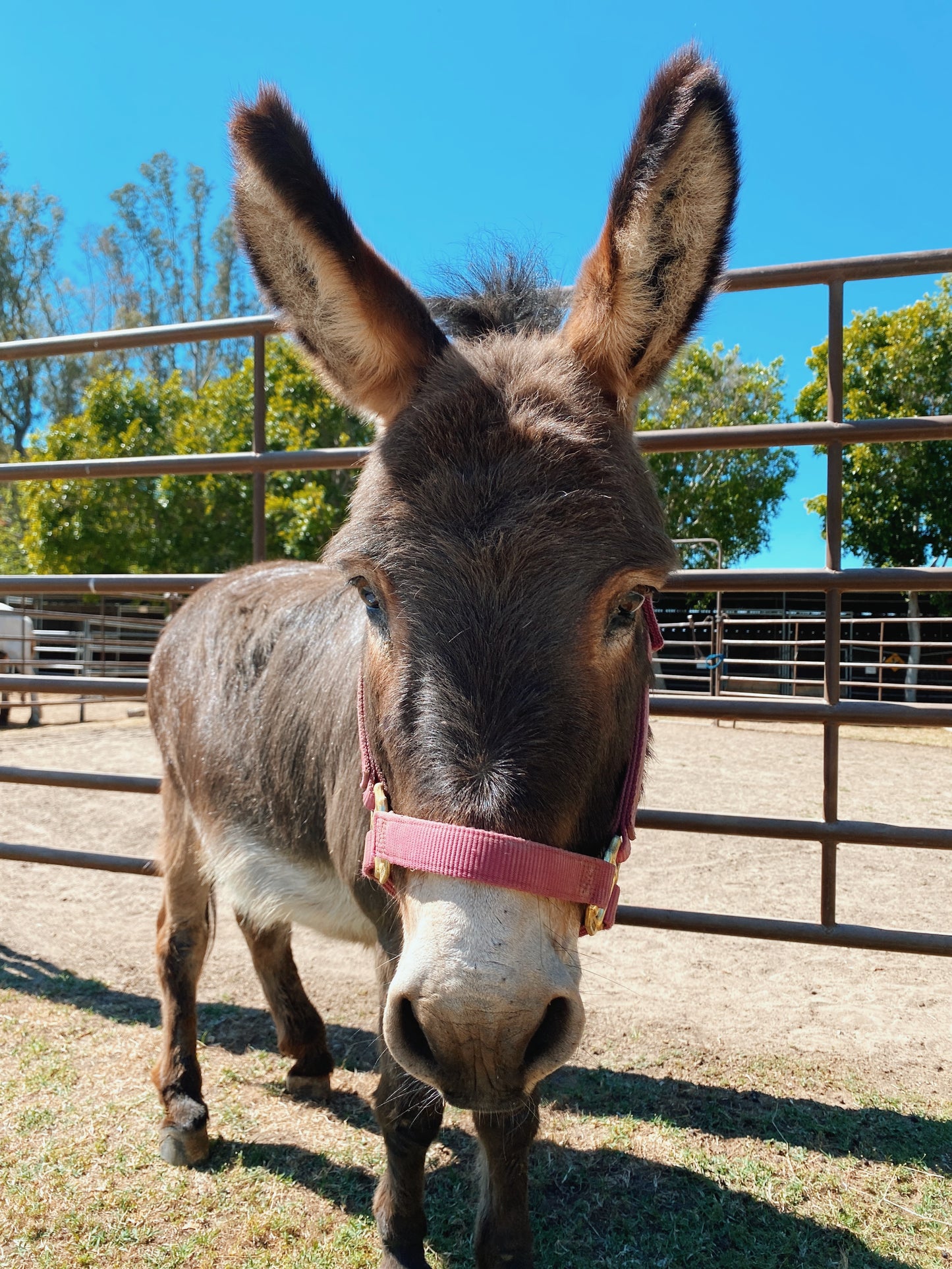 Canyon Farm Animal Sanctuary Sponsorship - Humphrey