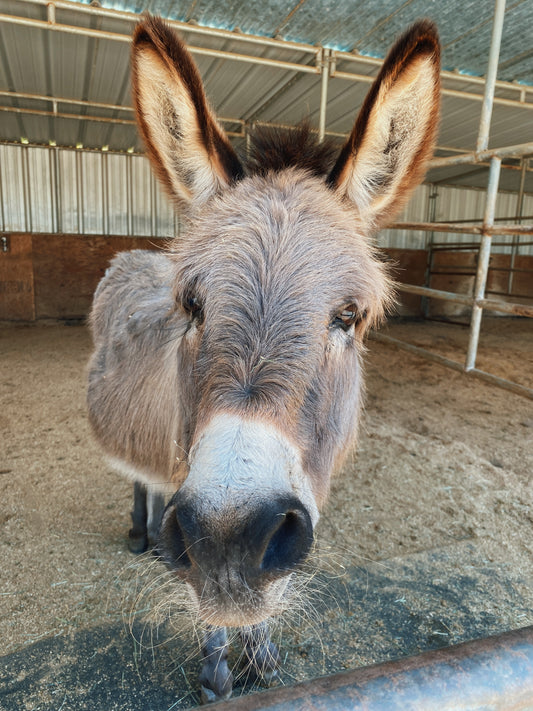 Canyon Farm Animal Sanctuary - Animal Sponsorship, Jake