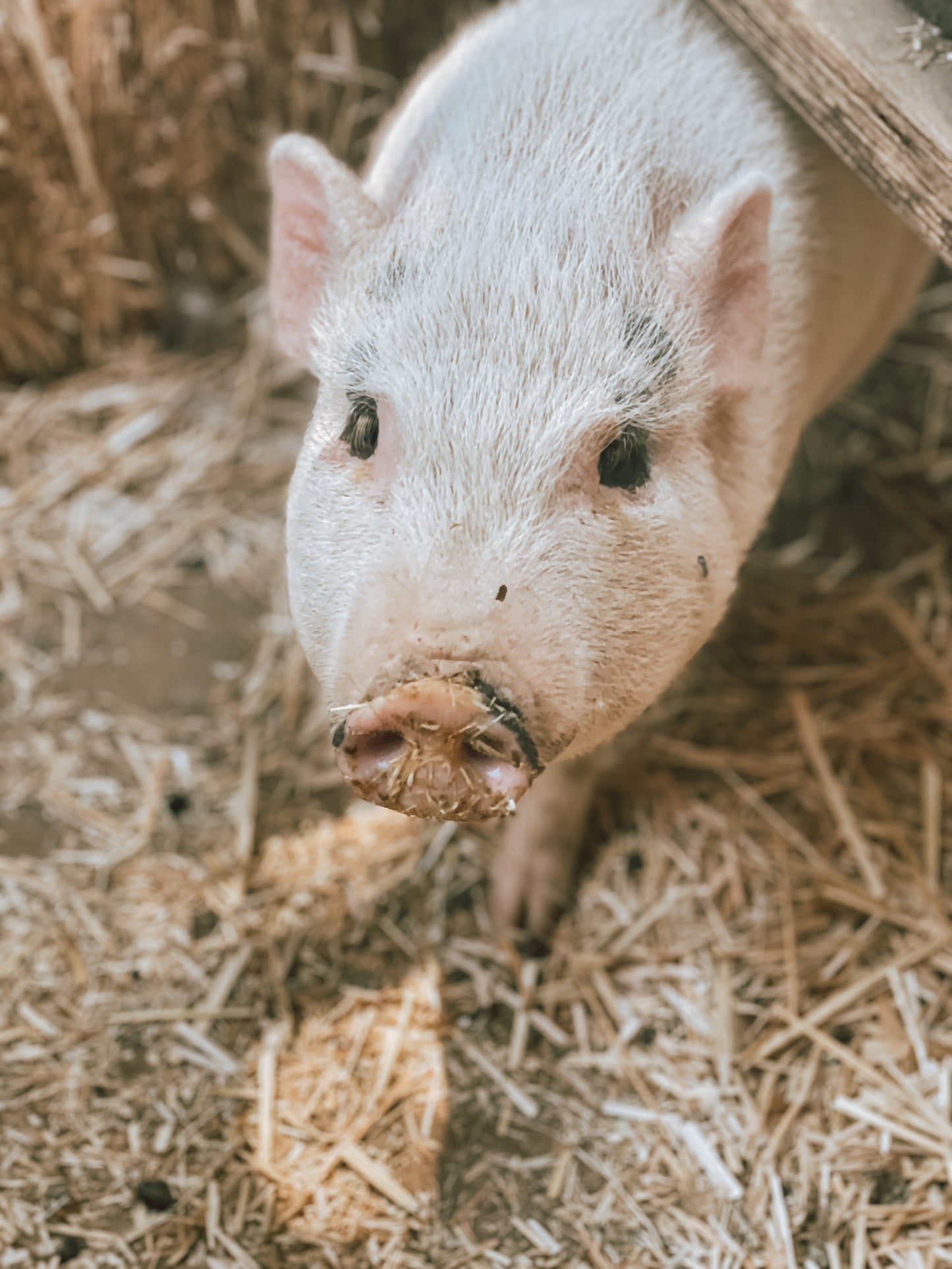 Canyon Farm Animal Sanctuary - Animal Sponsorship, Penelope