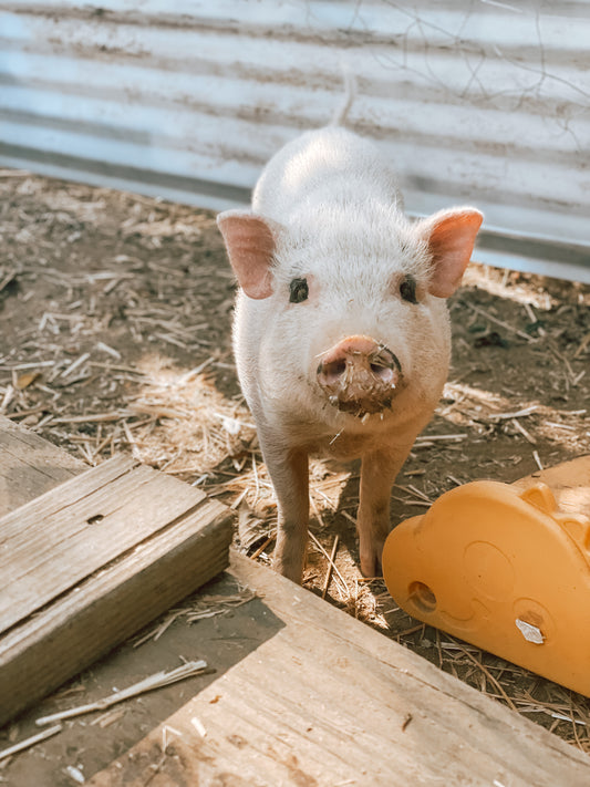 Canyon Farm Animal Sanctuary - Animal Sponsorship, Penelope